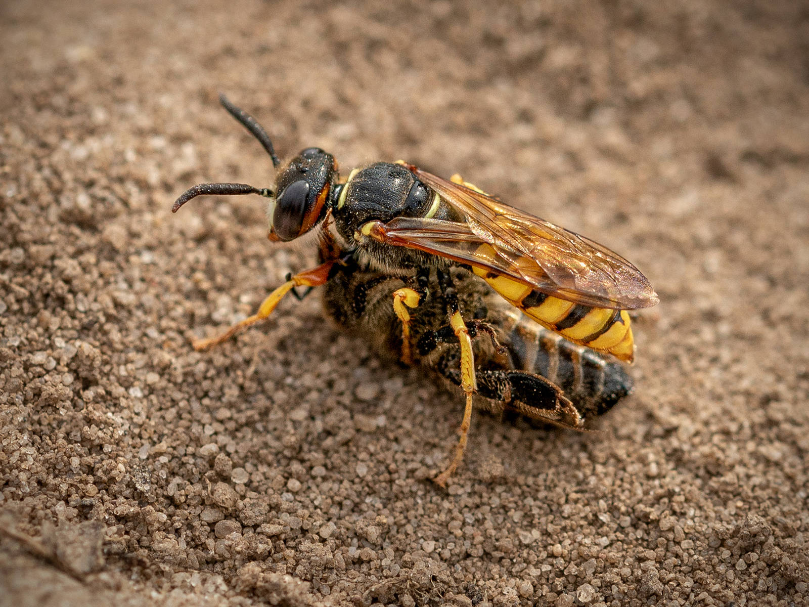 Bee Wolf & Prey