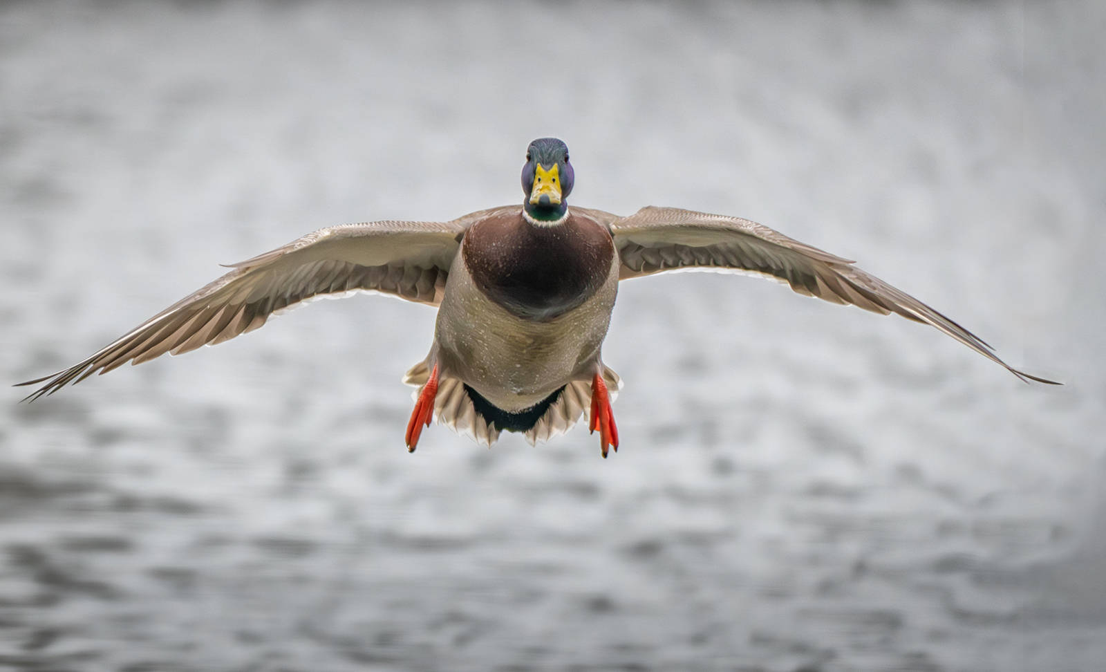 Mallard on the Final Approach